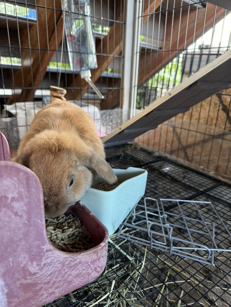 holland Lop