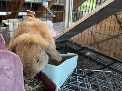 holland Lop