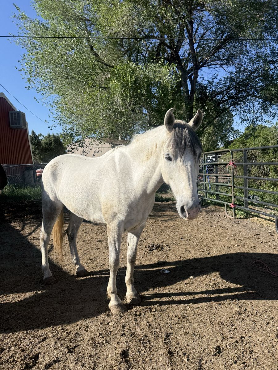 6 year old gelding