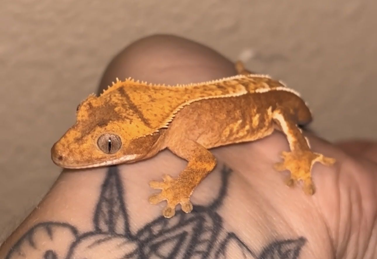 Crested Gecko + set up