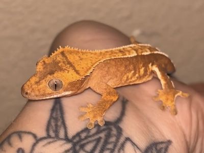 Crested Gecko + set up