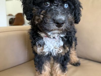 Aussiedoodle (like Goldendoodle) 9wks old ! Crate trained