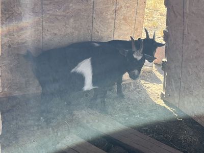 Mother/daughter pair of Goats for Sale