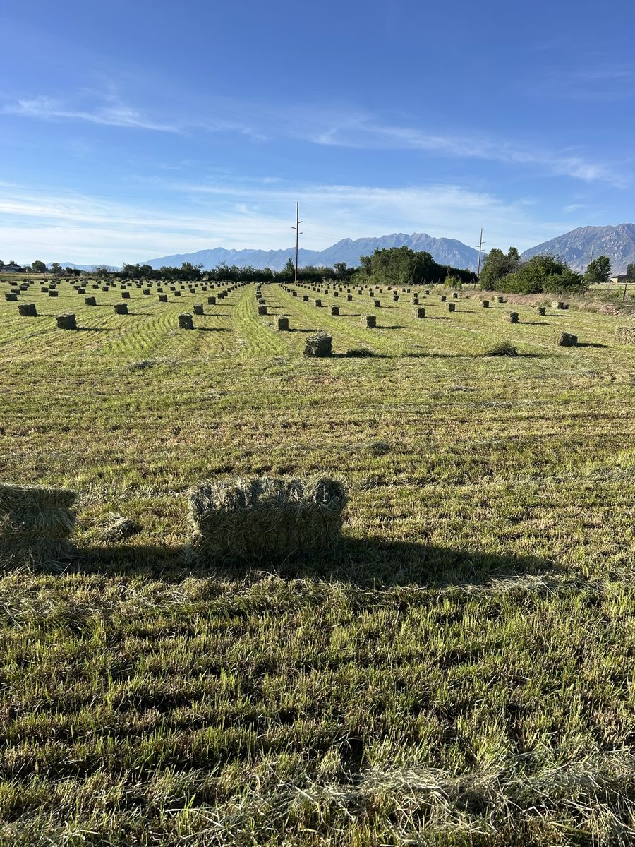Premium pasture grass hay