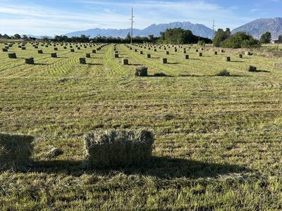 Premium pasture grass hay