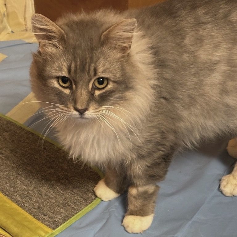 Hello my name is Omar