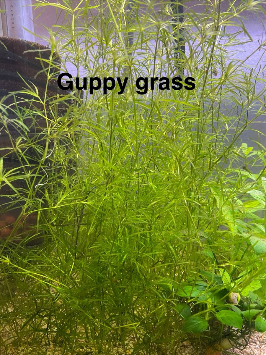 Easy Aquarium Plant - Guppy Grass