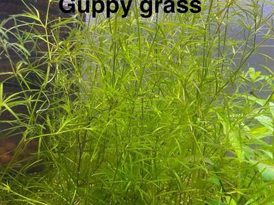 Easy Aquarium Plant - Guppy Grass