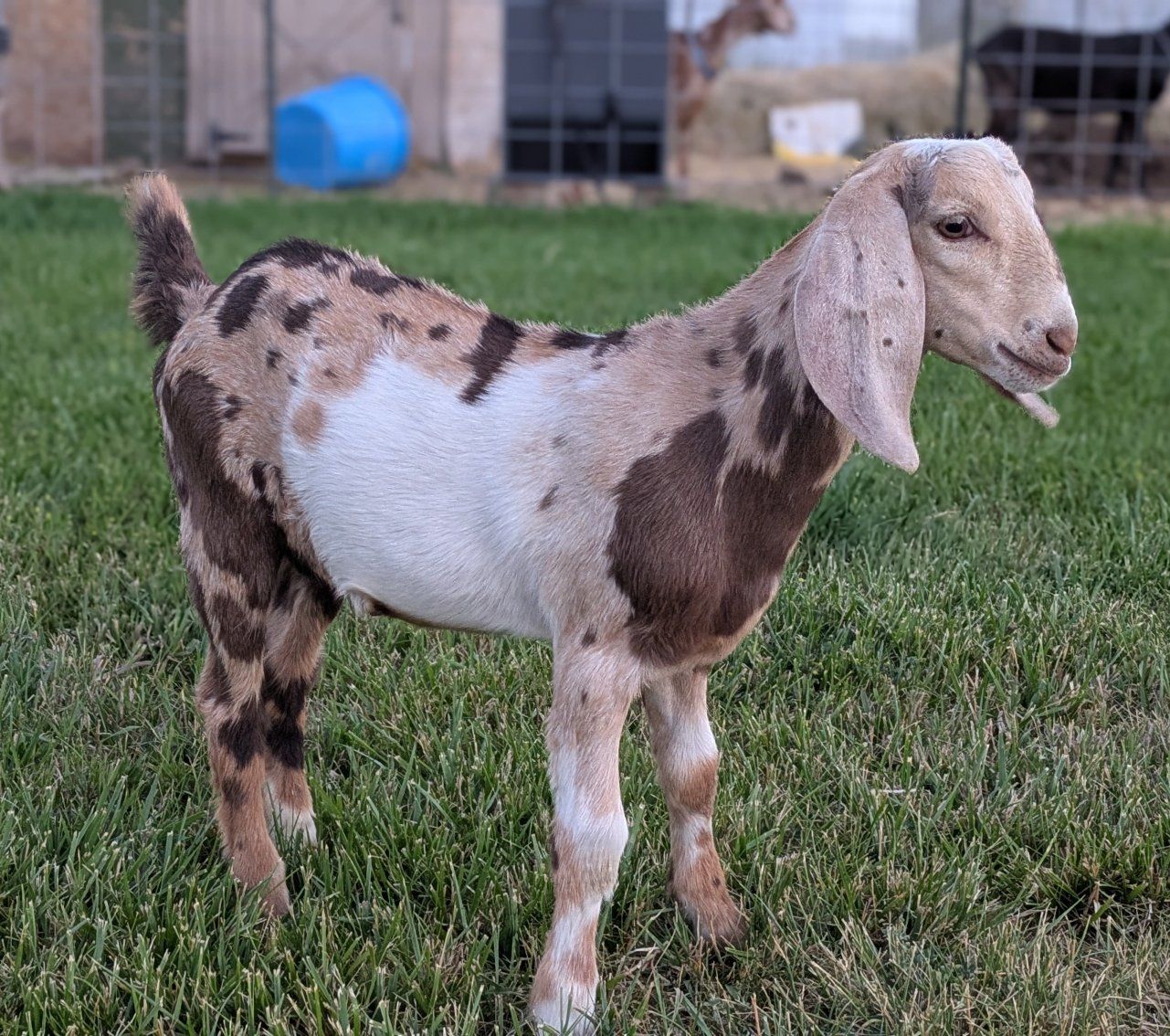 Beautiful Registerable Nubian buckling