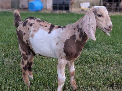 Beautiful Registerable Nubian buckling