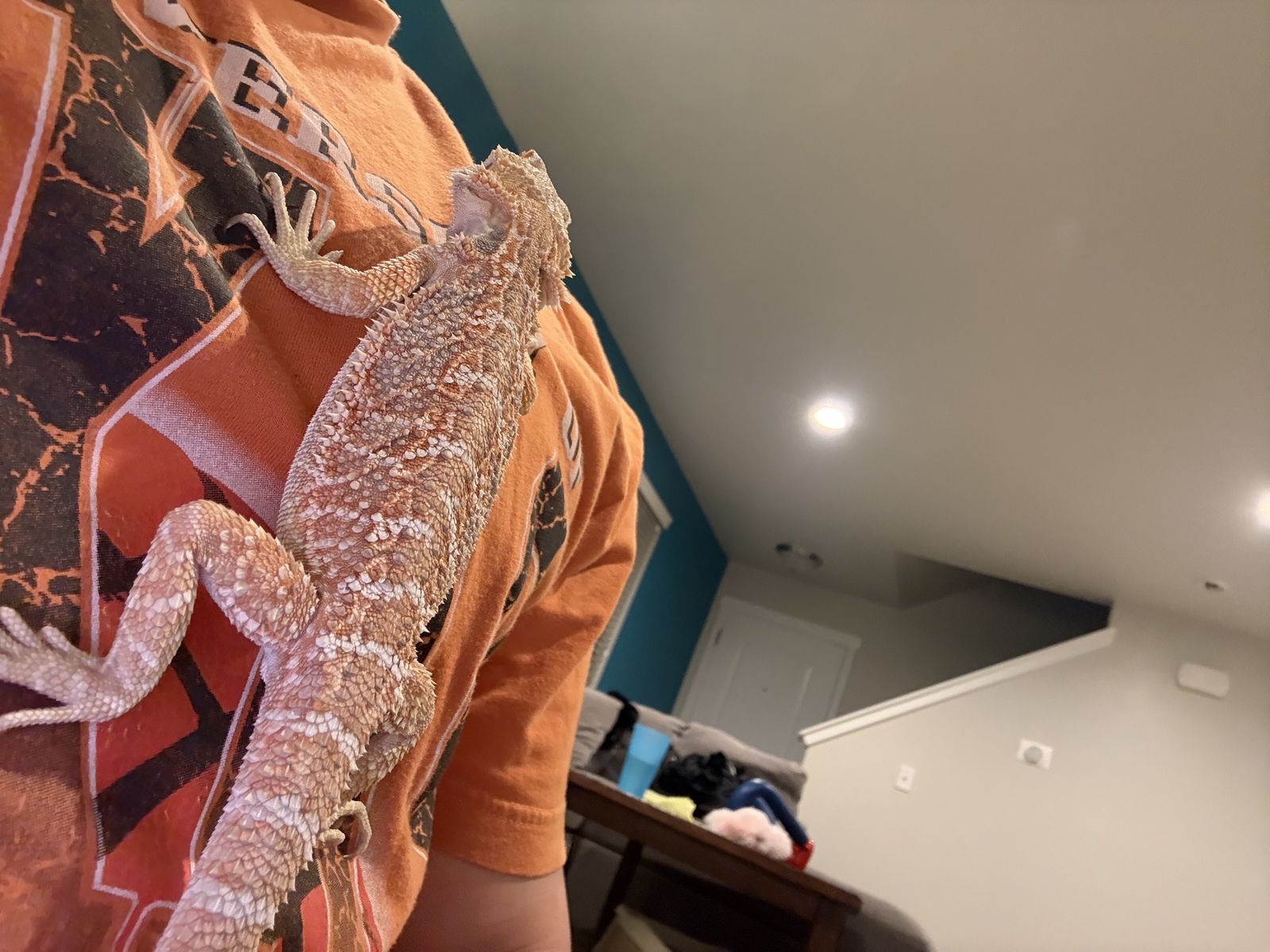 Juvenile Bearded Dragon