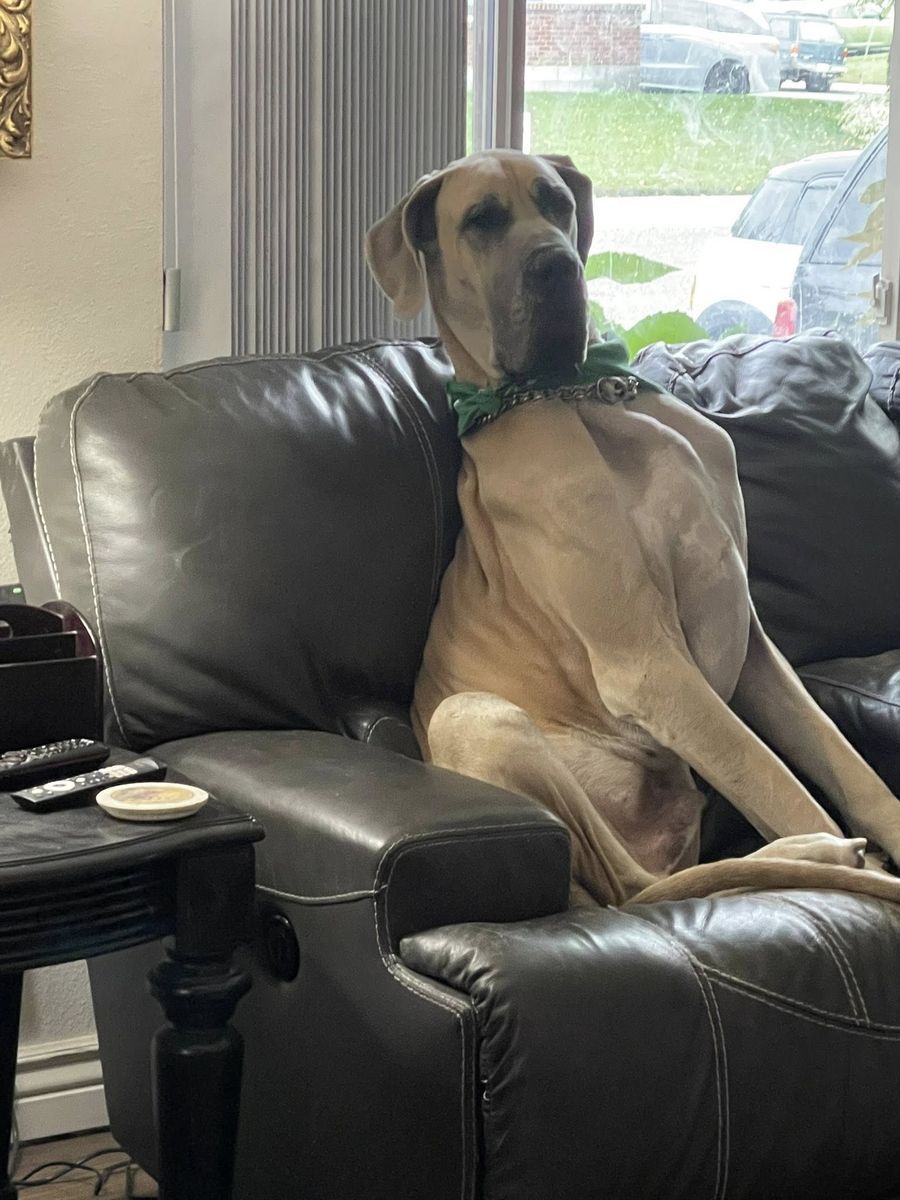 AKC & CKC Great Dane Stud Blue-Masked Fawn