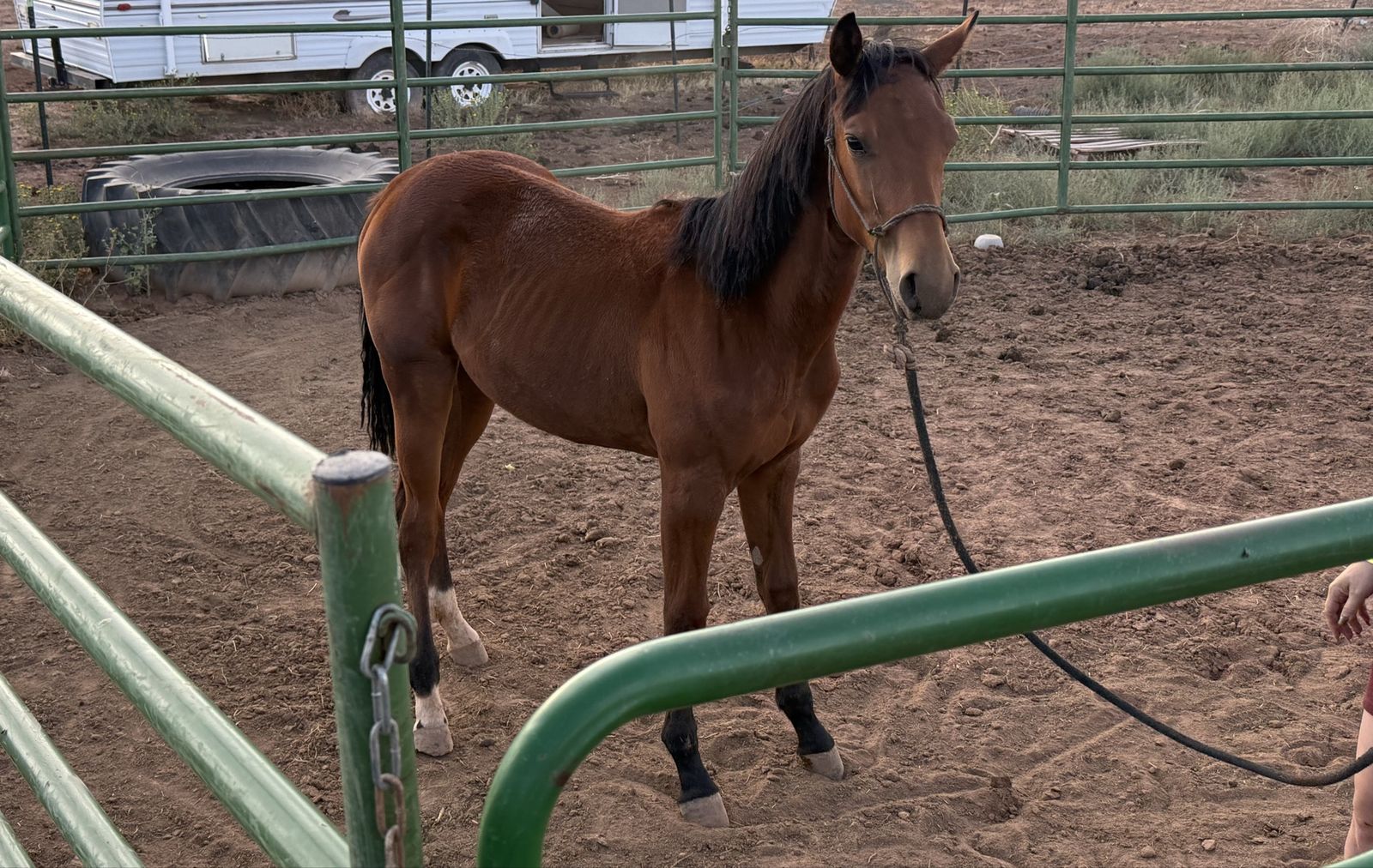 10 month old filly