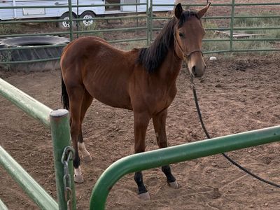 10 month old filly