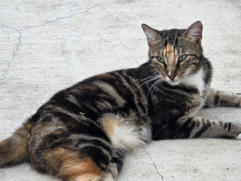Domestic Shorthair Tabbie Cat