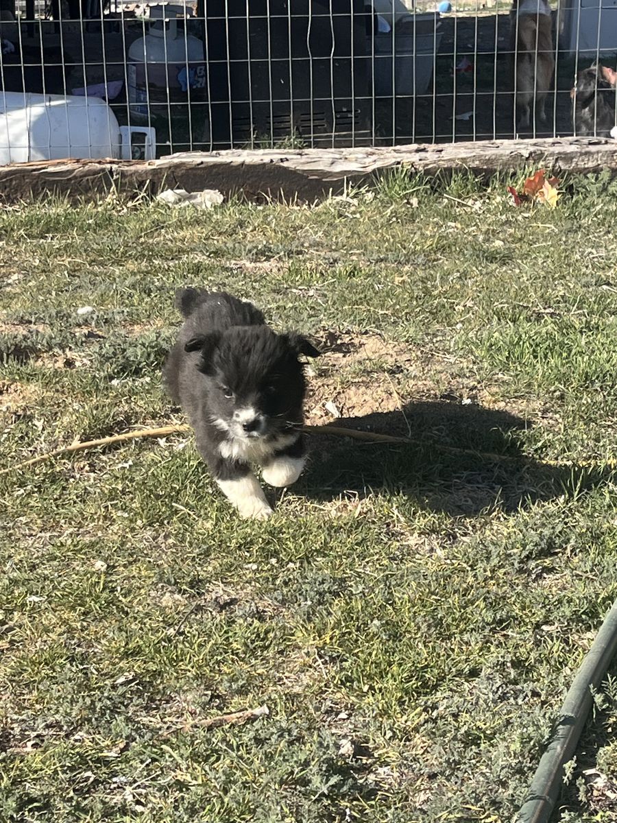 Corgi/ Retreiver pups