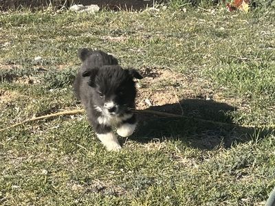 Corgi/ Retreiver pups