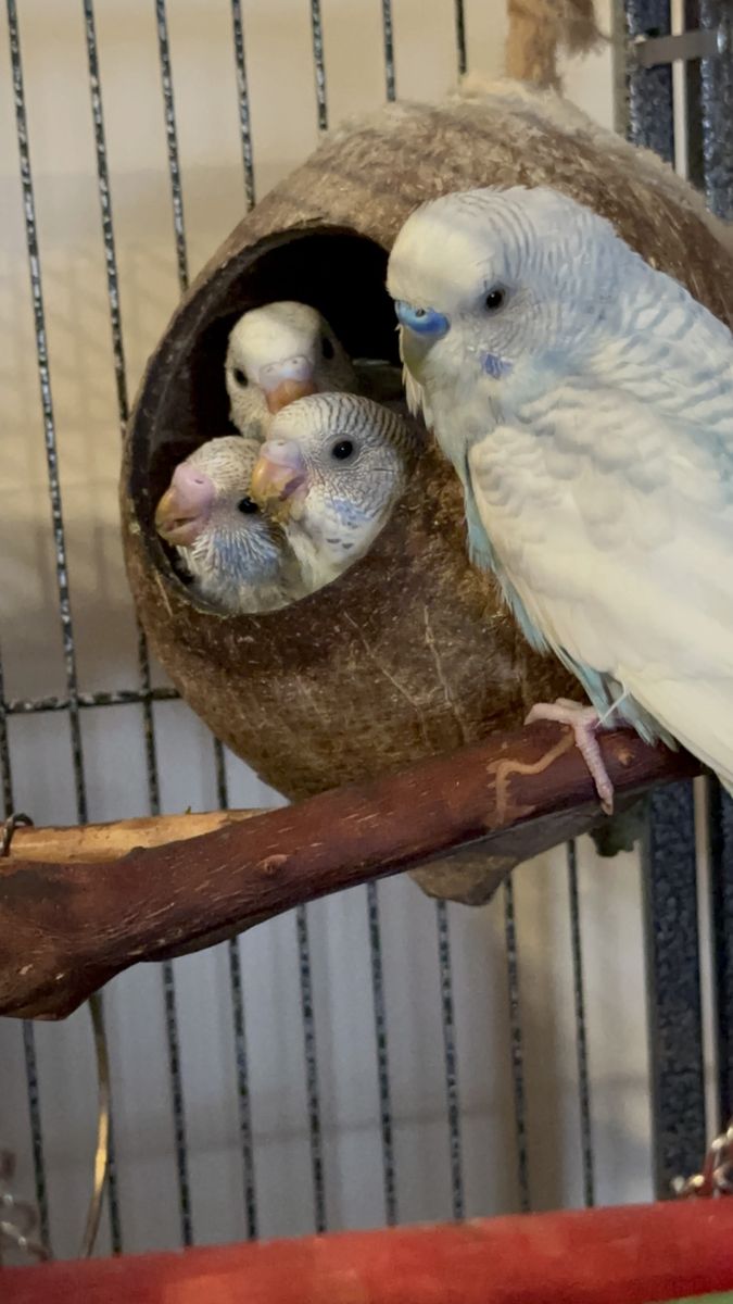 Adorable Baby Budgie Parakeet - Healthy and Playful