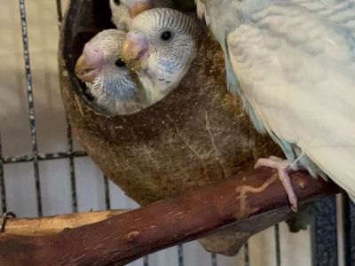 Adorable Baby Budgie Parakeet - Healthy and Playful