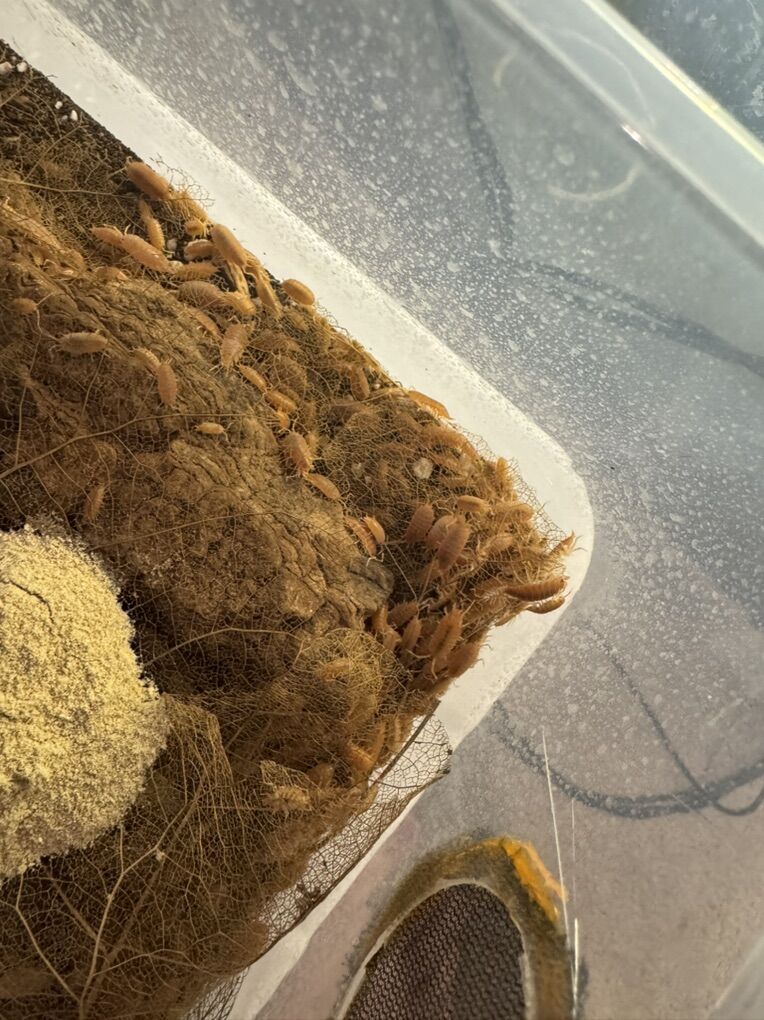 Powder Orange Isopods