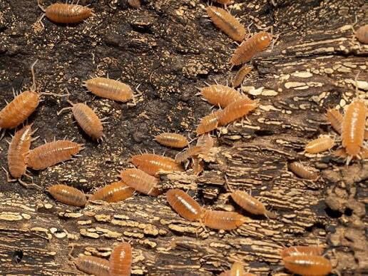 Powder Orange Isopods 25 For $10