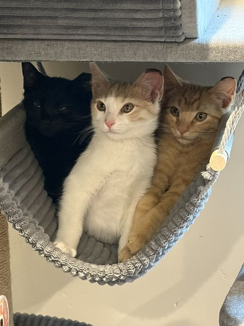 Feral Kittens looking for the right home