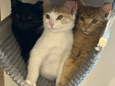 Feral Kittens looking for the right home