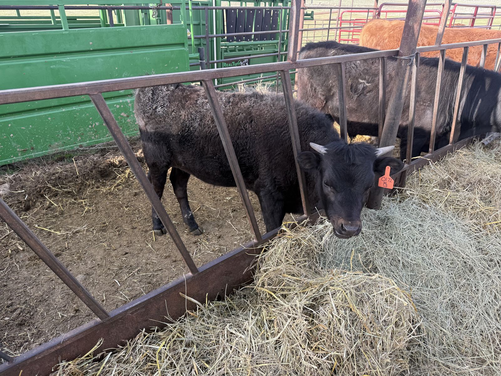 September 2025 born steer for sale!