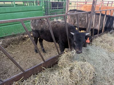 September 2025 born steer for sale!