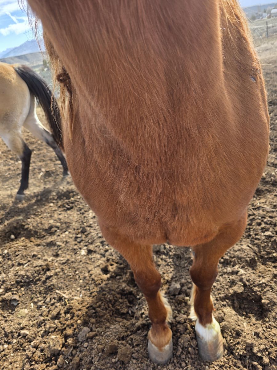 Horses for sale