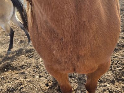 Horses for sale