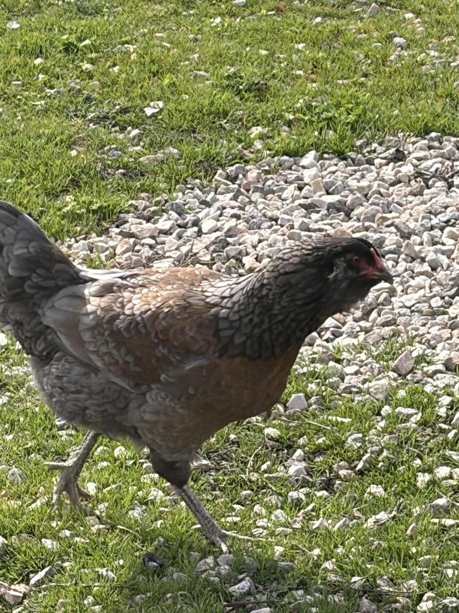 1yr old Amerucana hens