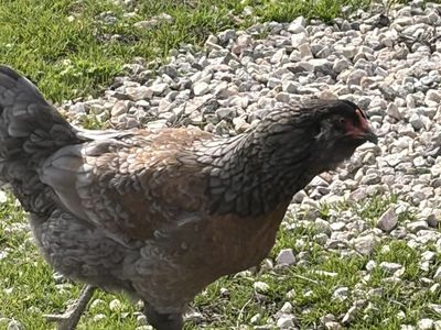 1yr old Amerucana hens