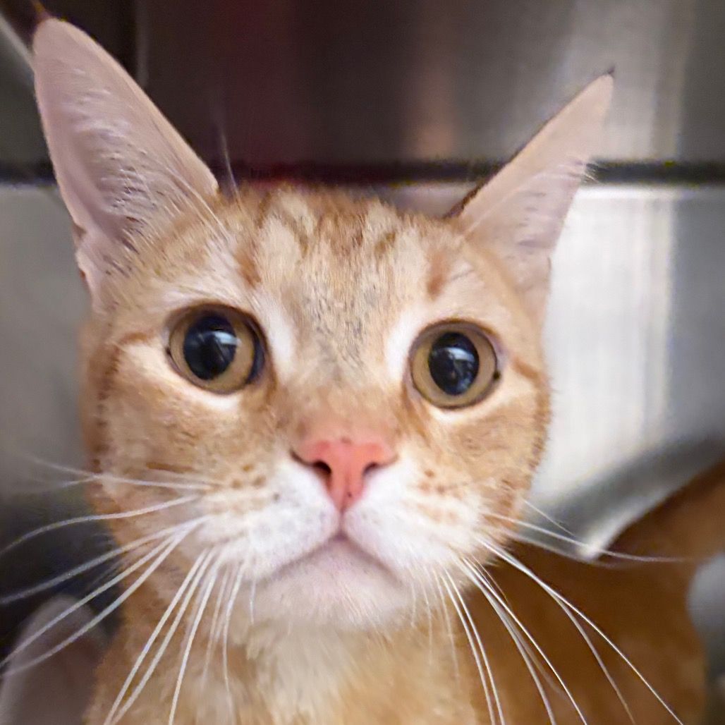 Hello my name is Oscar