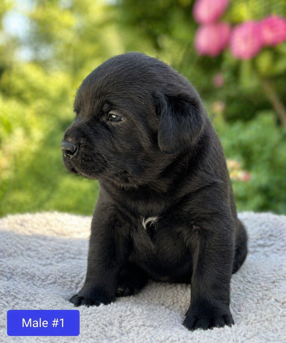 Rottweiler / German Shorthaired Pointer Puppies