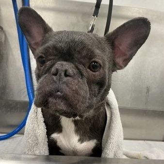 2-Year-Old Female French Bulldog for Rehoming - Loving Companion