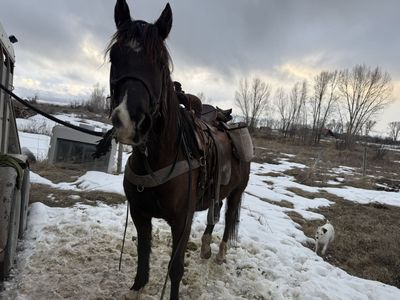 7 Year Old Tennessee Walker