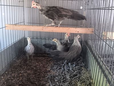 Pure phoenix bantams. Ive got 2 young pair of phoenix bantams for sale 60 a pair.