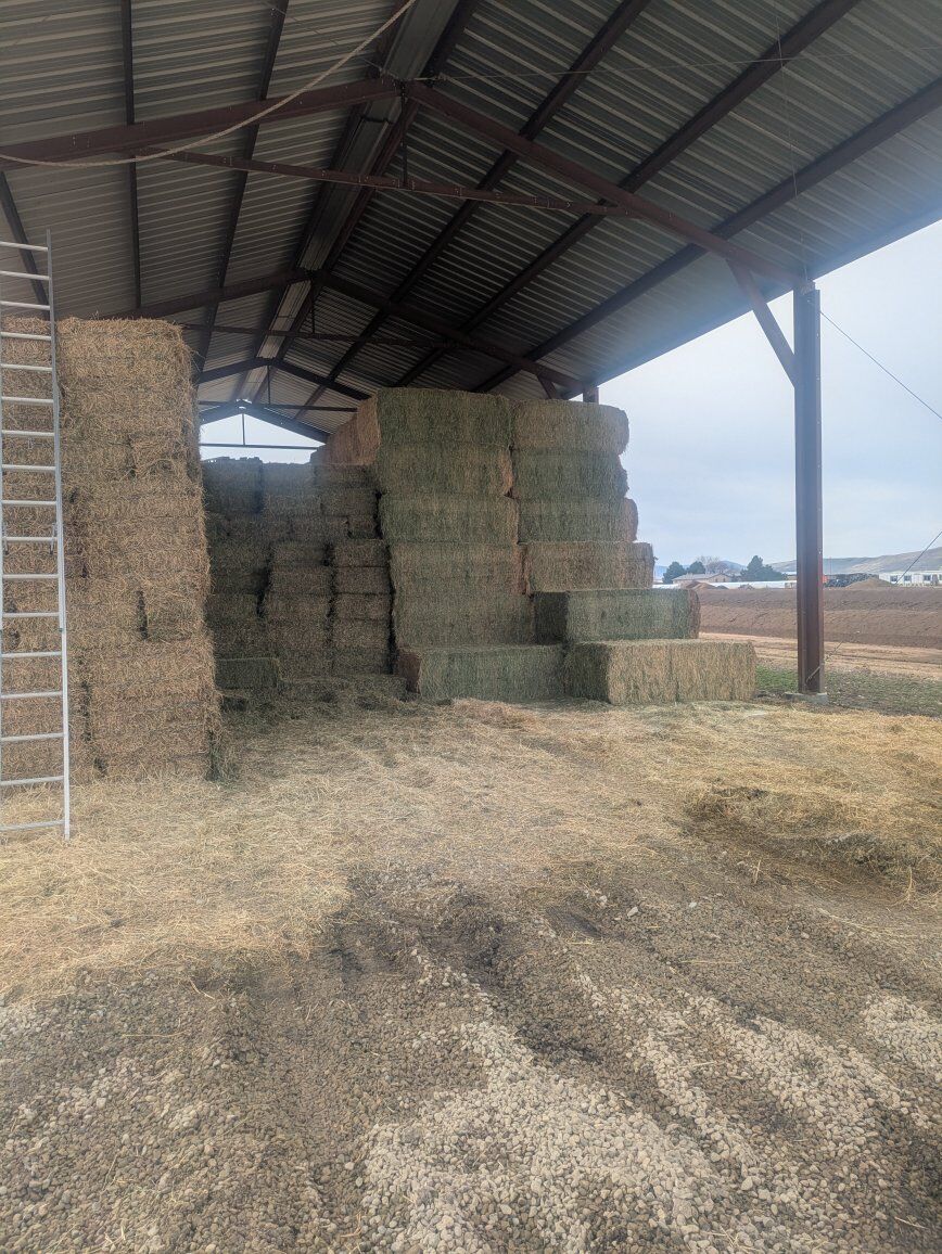 2nd  Crop Alfalfa Hay