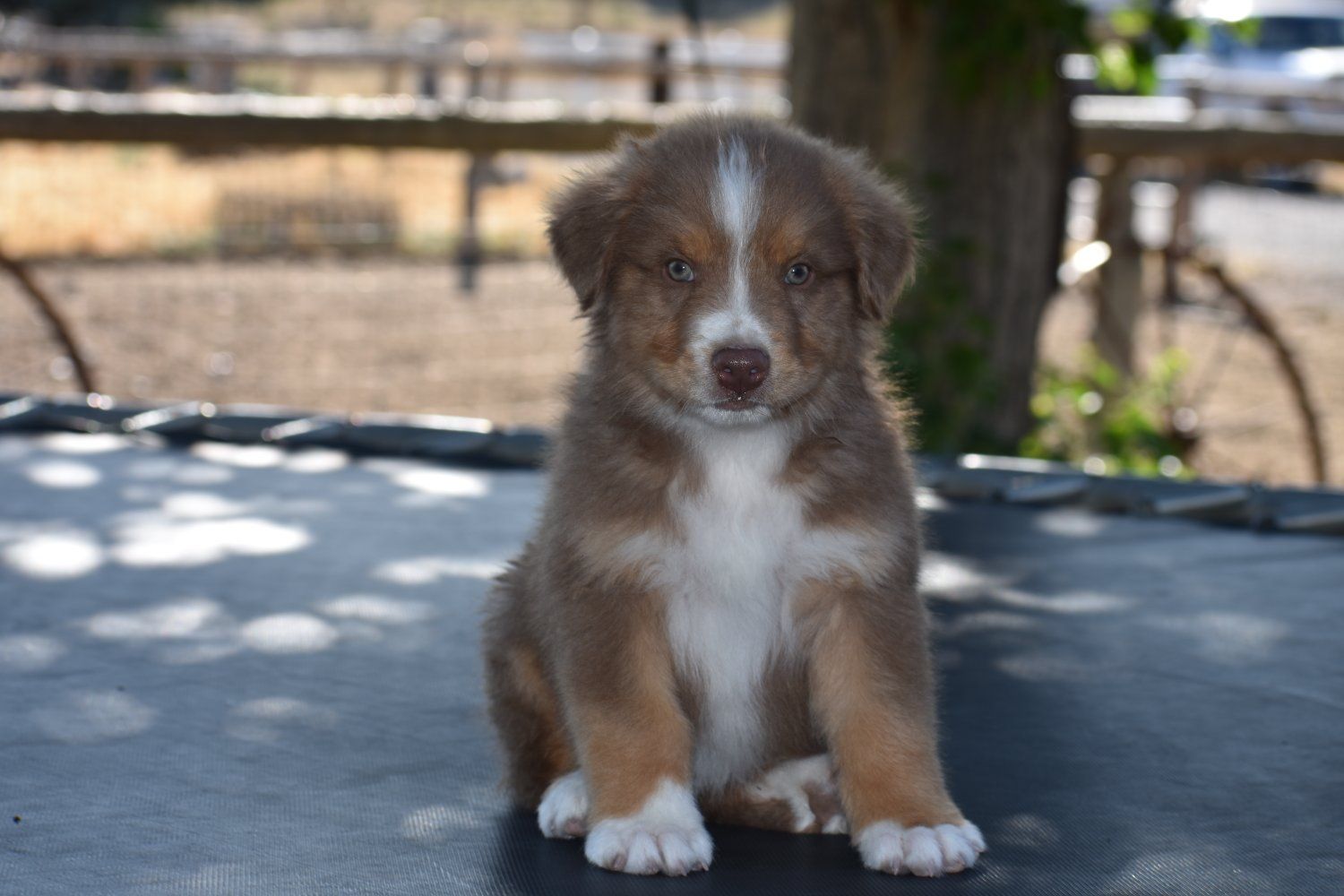 Australian Shepherd Pups