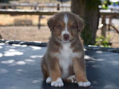 Australian Shepherd Pups