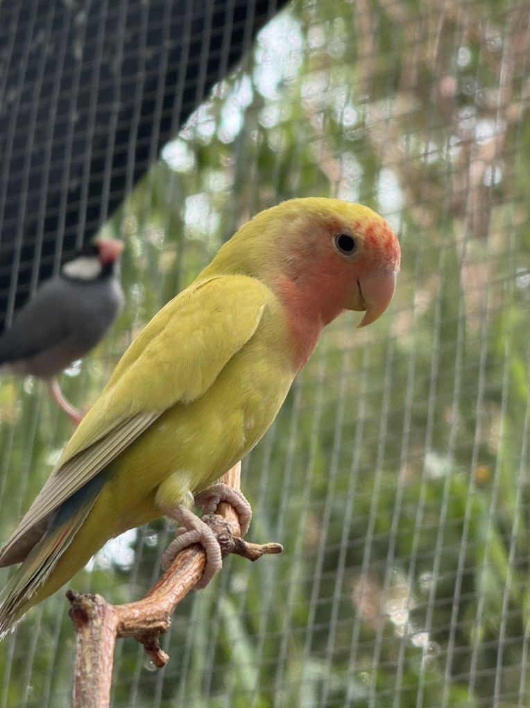 Lutino Lovebird baby