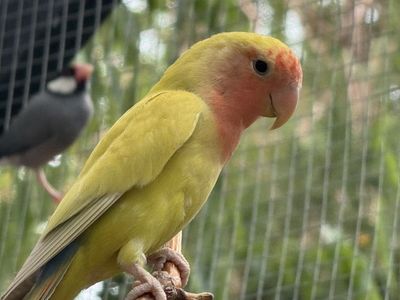 Lutino Lovebird baby