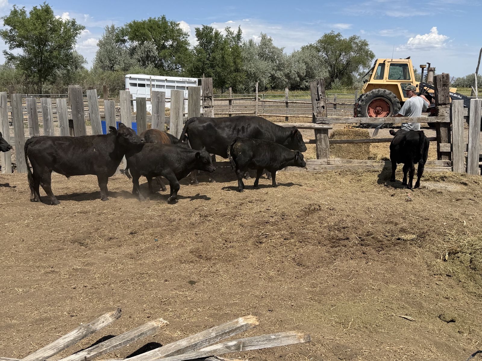 Lowline cattle