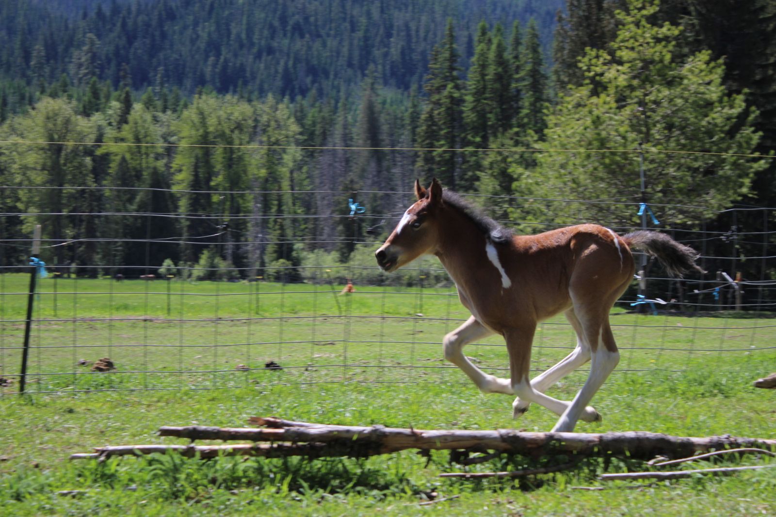 50% Gypsy colt!