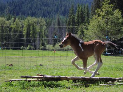 50% Gypsy colt!