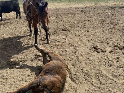 10 YR Bay Gelding