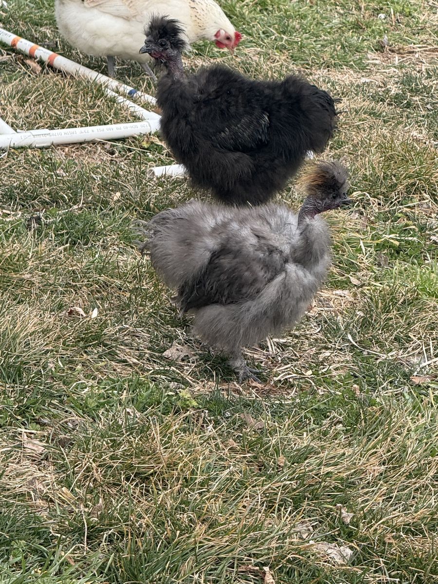 Free Silkie Mix Roosters