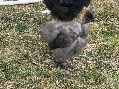 Free Silkie Mix Roosters