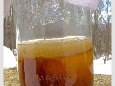 Kombucha Scoby Start
